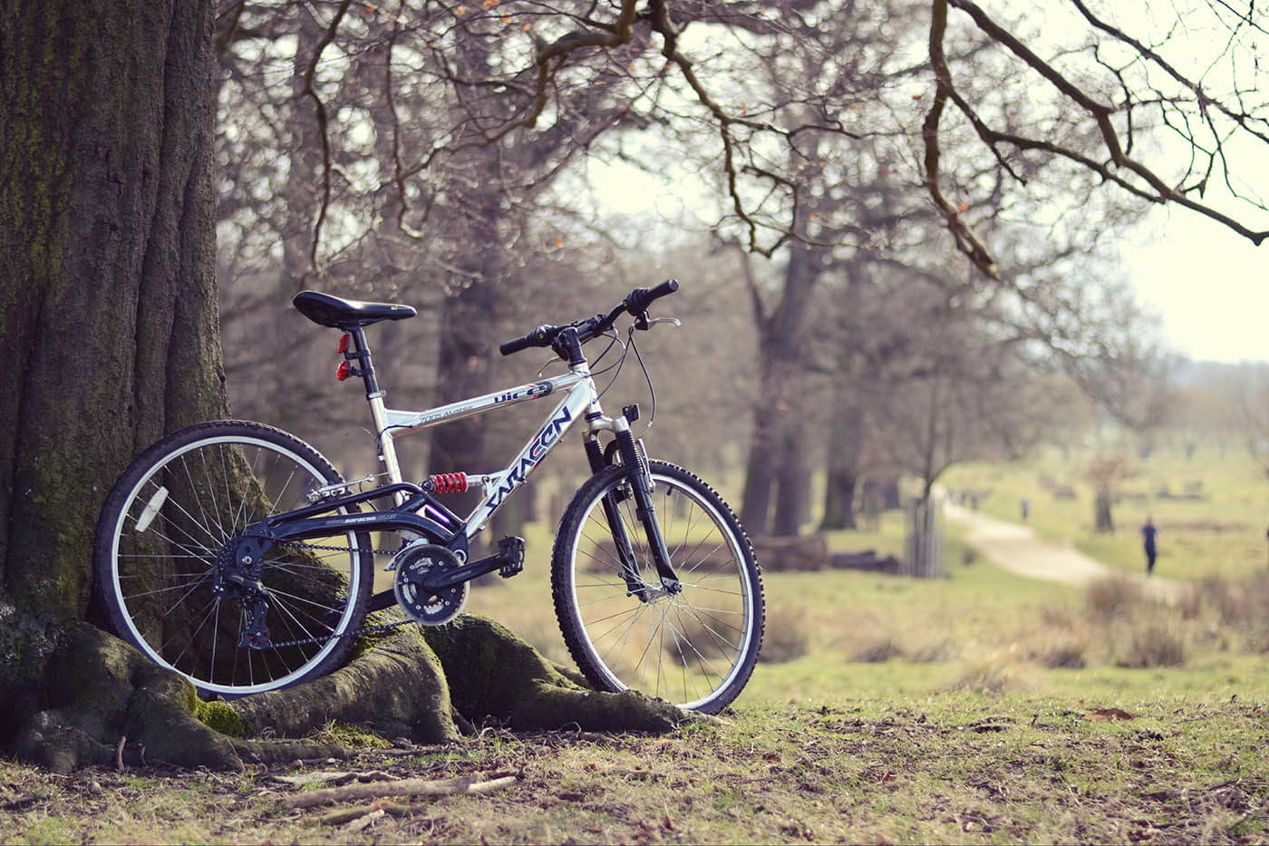 Bike leaning against a tree