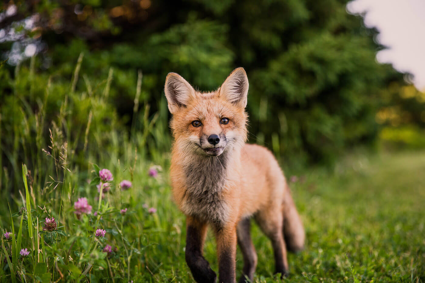 Close up shot of a fox
