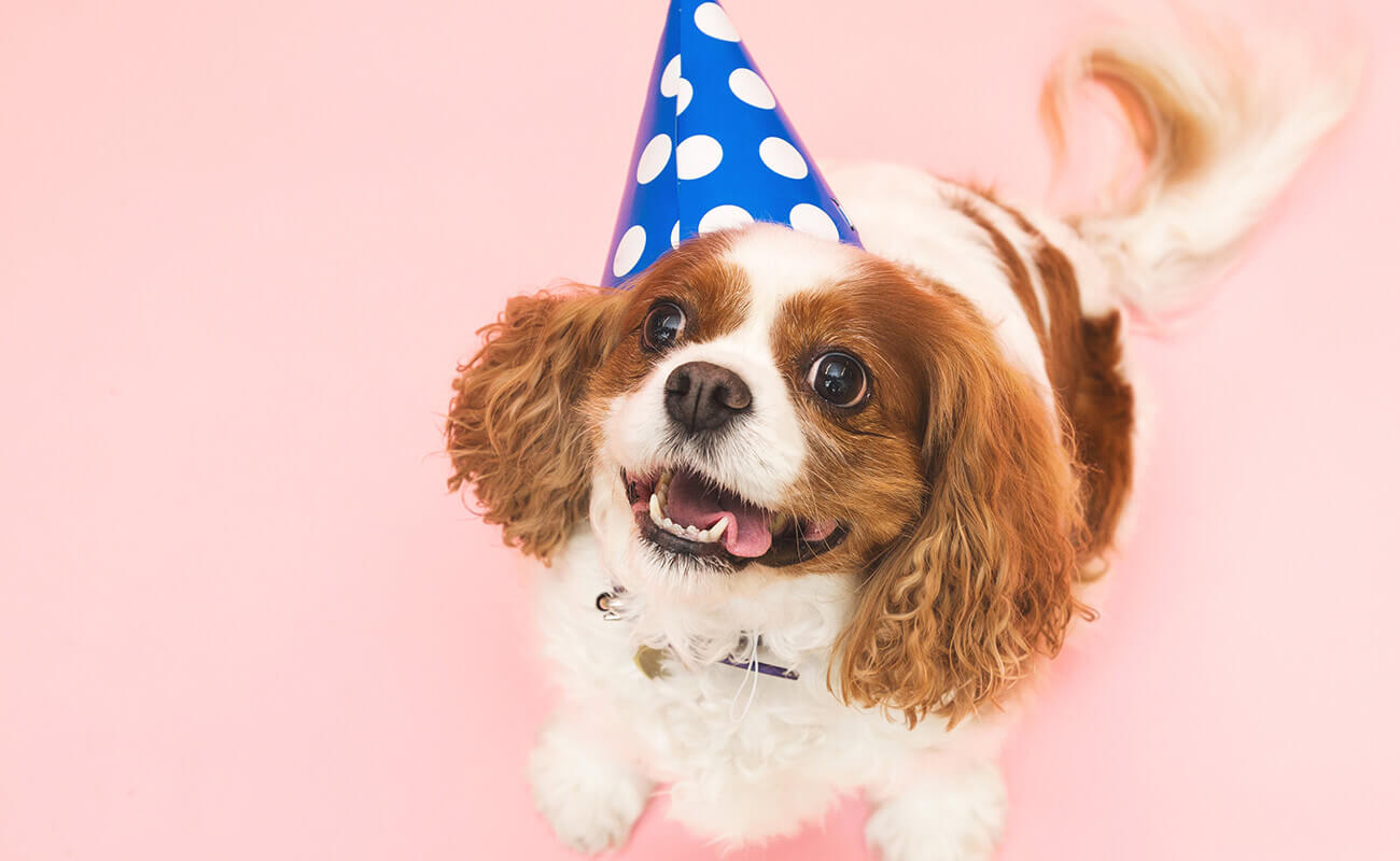 Dog wearing a birthday cone hat