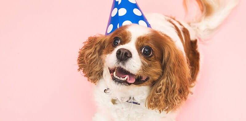 A dog wearing a birthday cone
