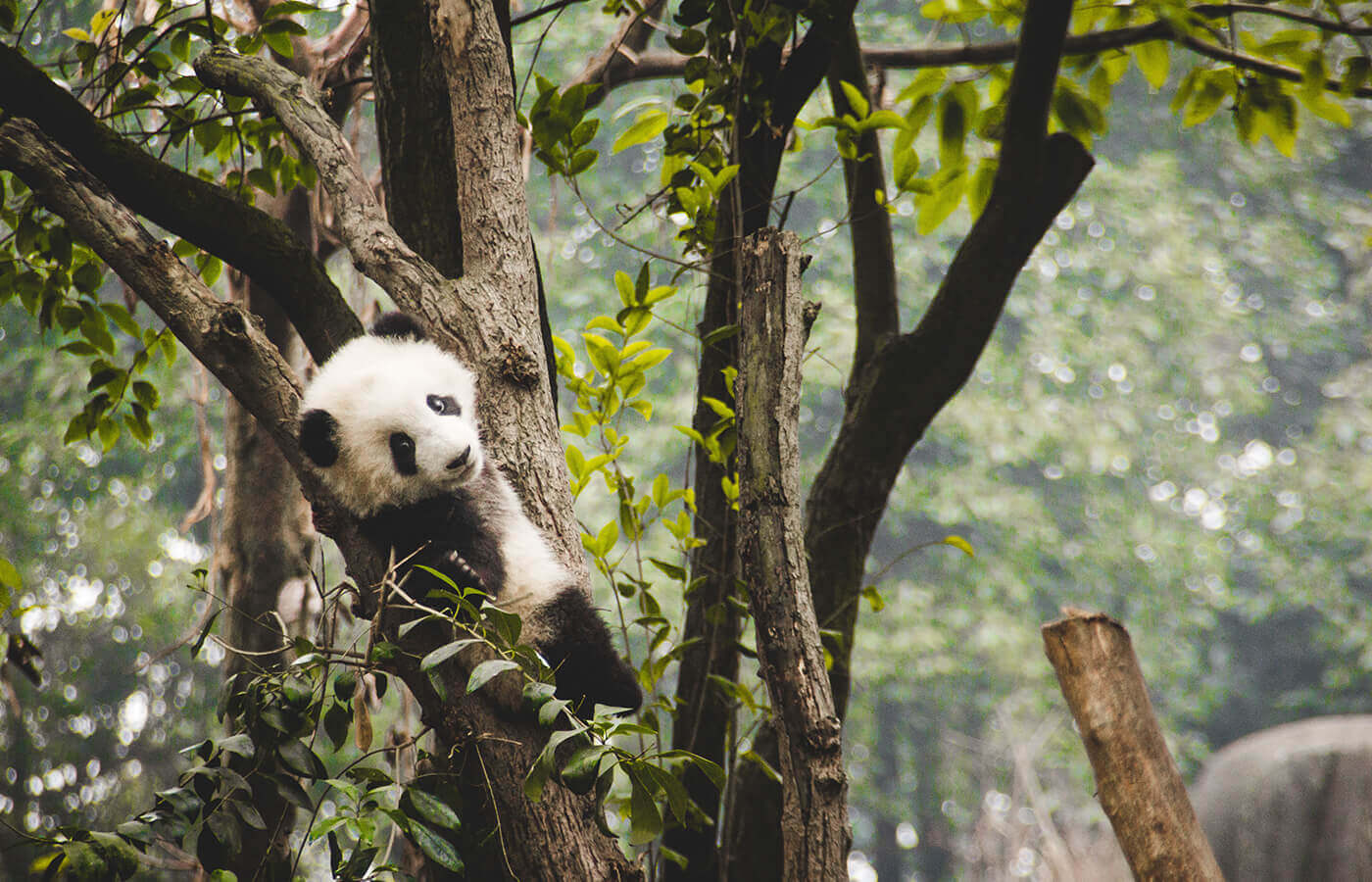 Panda sitting high on a tree