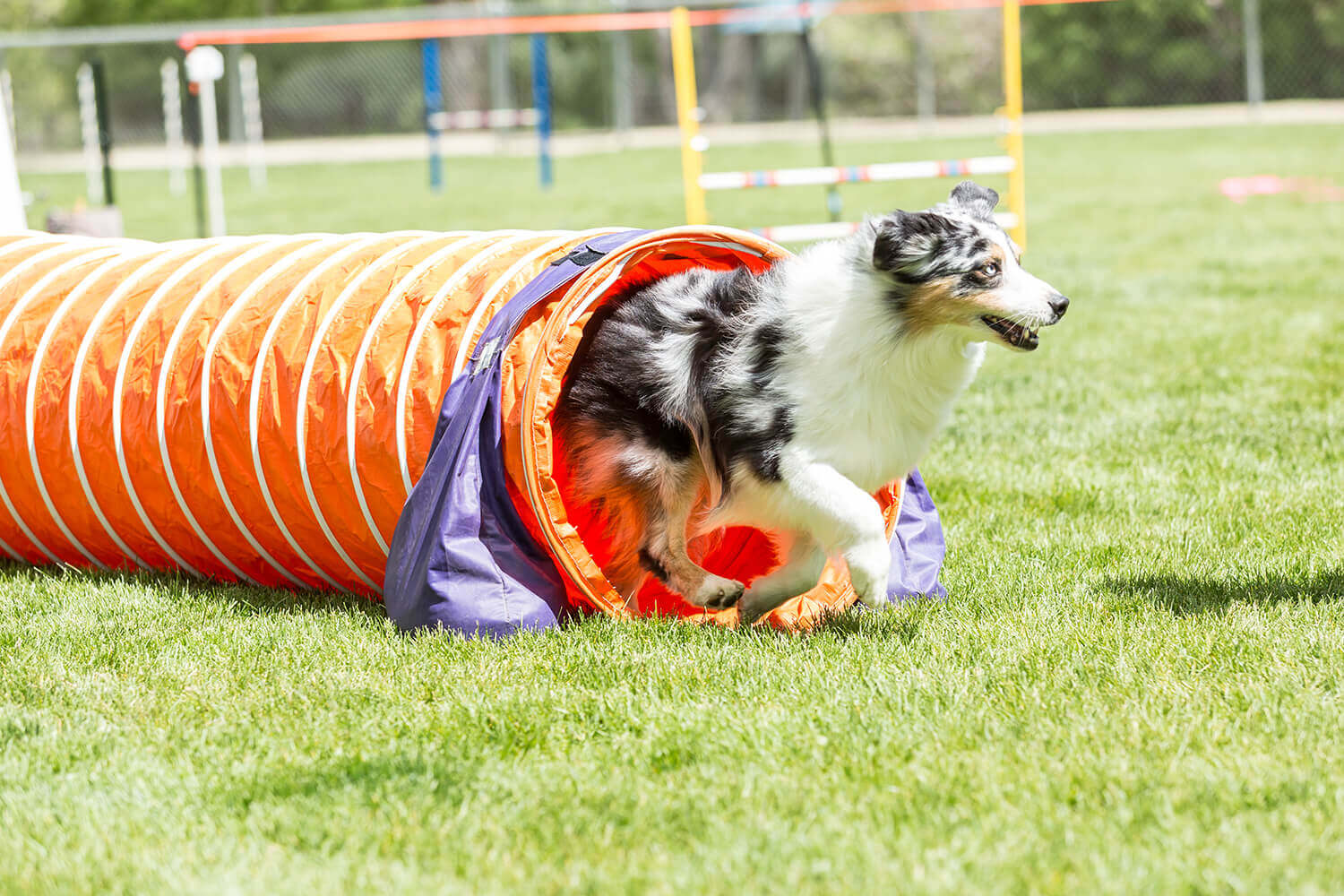 Dog running out of doggy tunnel