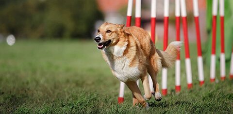 Dog running in a field