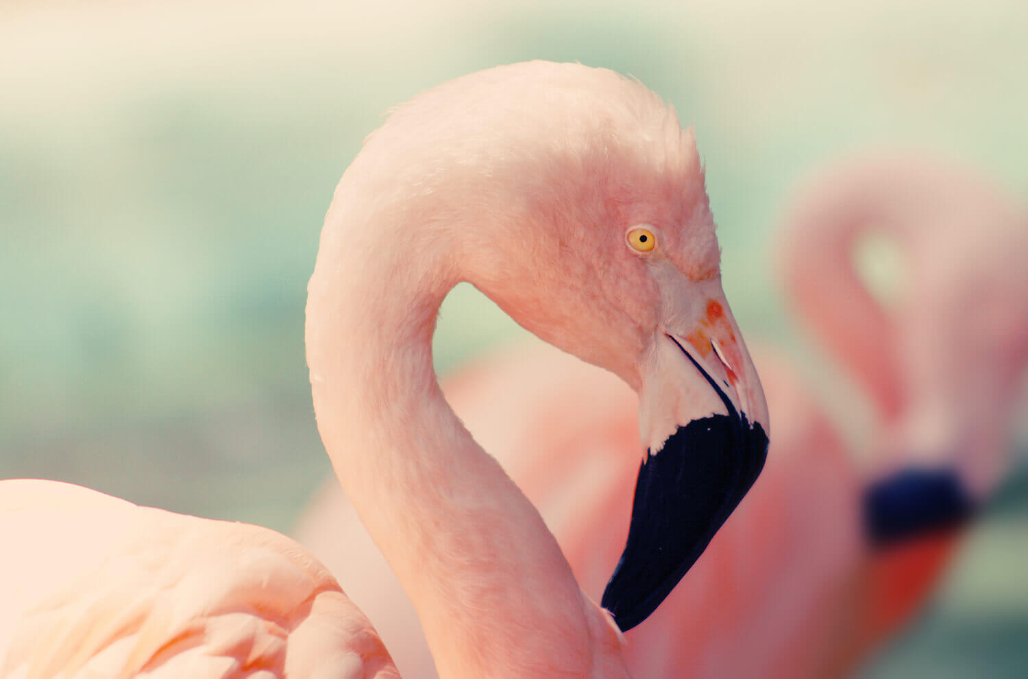 Close up shot of a flamingo