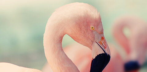 Close up shot of a flamingo